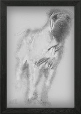 Shar Pei Welpe 6 Monate alt