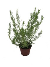 Französischer Estragon, Pflanze, Pfefferkorn, Artemisia dracunculus,frischer ...