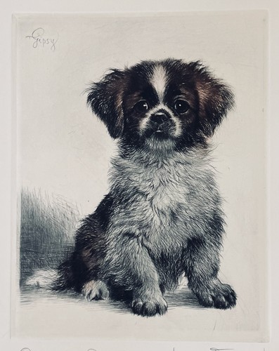 Pekingese farbradierung von - farbradierung,