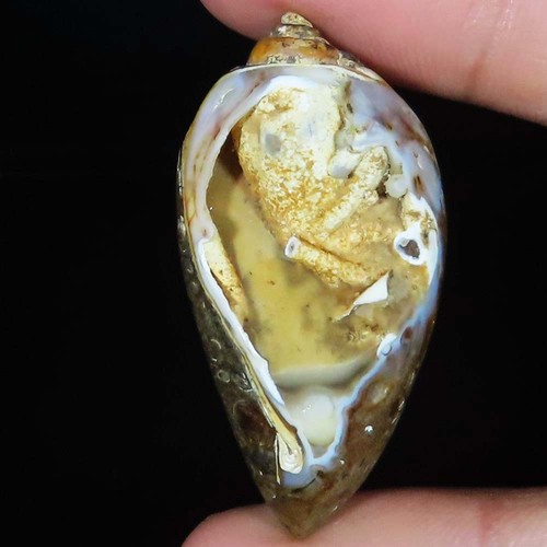 Natürlich fossil schnecke - natürlich,