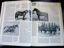 Pferdezucht in Marbach *