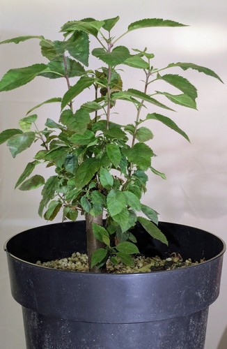Bonsai rohling eingetopft - bonsai,
