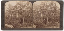 Stereo-Fotografie Underwood &