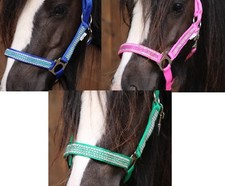 SHETLAND PONY o MiniShetty