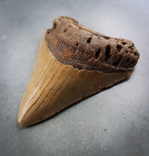 Schöner megalodon haizahn - schöner,