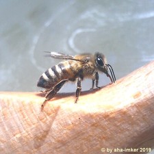 _🐝 0,4kg Bienenfutter