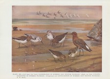 Zwergstrandläufer (Calidris minuta) FARBDRUCK von 1930 Little Stint