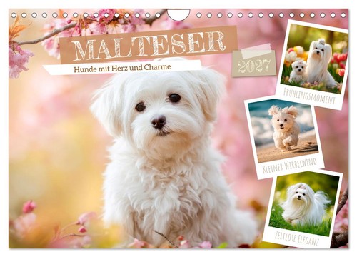 Malteser hunde mit herz und - -,