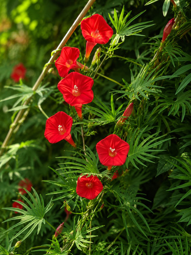 Sale1291 morning glory ipomoea - morning,