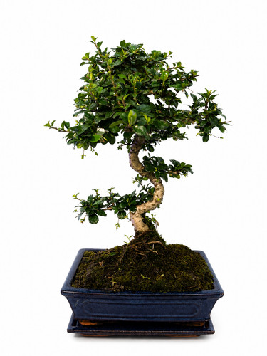 Bonsai carmona microphylla - carmona, 10