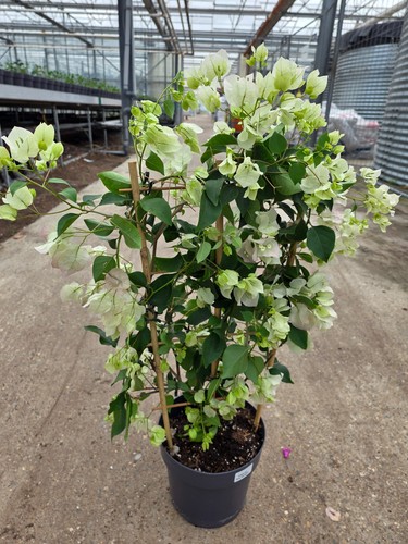 Bougainvillea pflanze - pflanze, am
