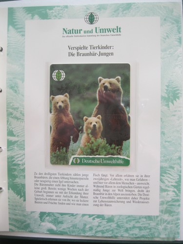 Braunbär junge 108 o 109 - o,
