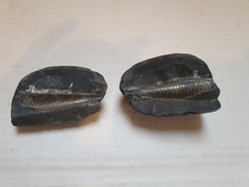 Fossile Versteinerung -