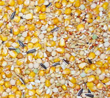 Taubenfutter Zucht Mischung