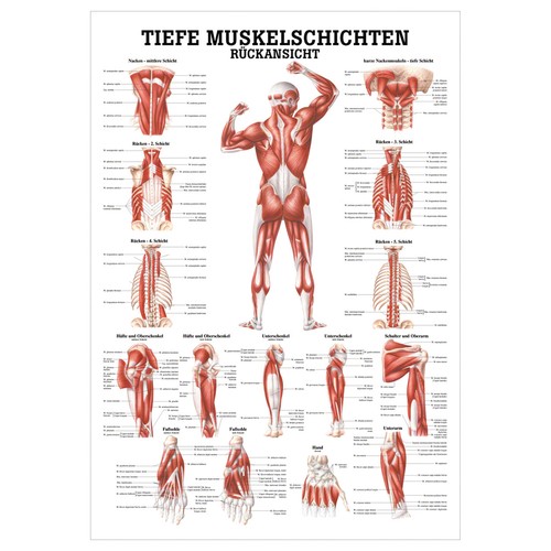 Tiefe muskelschichten rücken - tiefe, muskelschichten-rücken