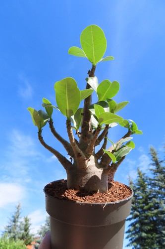 Adenium obesum wüstenrose - obesum,