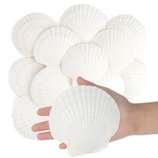 Muscheln Dekoration