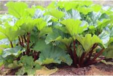 Immertragende Rhabarber Pflanze "Livingstone" immertragend, 1 Pflanze im Topf
