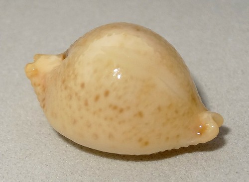 Meeresschnecke cypraea - meeresschnecke,