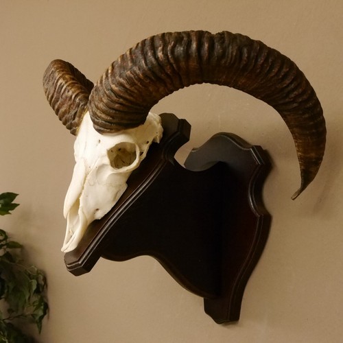 Mufflon - (ovis, gmelini