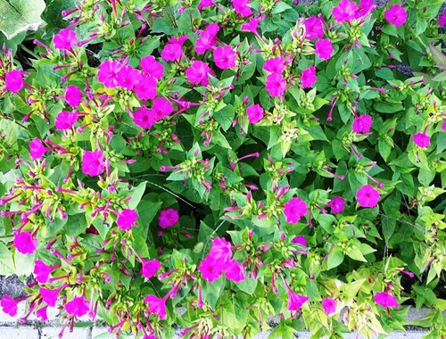 Samen wunderblume pink - samen,