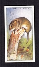 40656/ John Player´s – Animals of the Countryside - No 27 – Field Vole