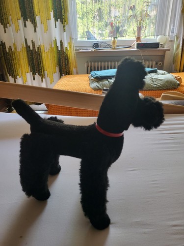 Hund spielzeug schnauzer - hund,