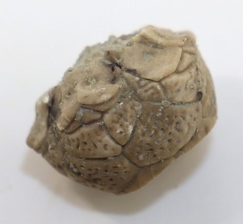 Crinoide enallocrinus - crinoide,,