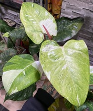 Philodendron fresh aurea (