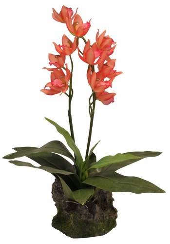 Lucky reptile orchidee rot - orchidee, ca