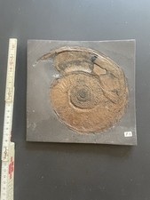 Sehr schöne präparierte Schieferplatte mit Ammonit - Holzmaden groß