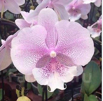 Phalaenopsis queen kiss - queen,