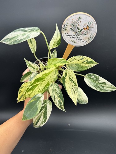Philodendron emerald king - philodendron,