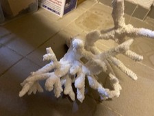 Weiße Koralle.natürliche