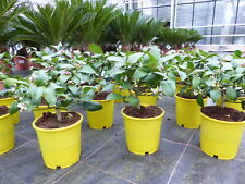 BONSAI: Meyer Zitrone echter Zitronenbaum 30 cm Citrus Limon Zitruspflanze