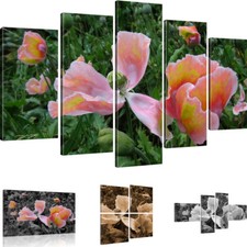Bilder Mohnblumen Wandbilder