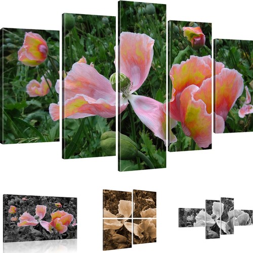 Bilder mohnblumen wandbilder - bilder,