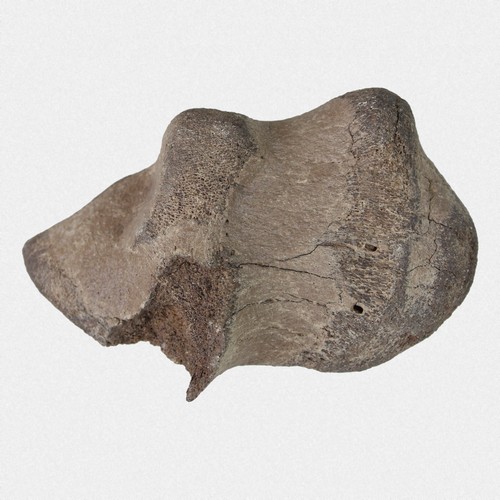Calcaneus antiquitatis - c.,