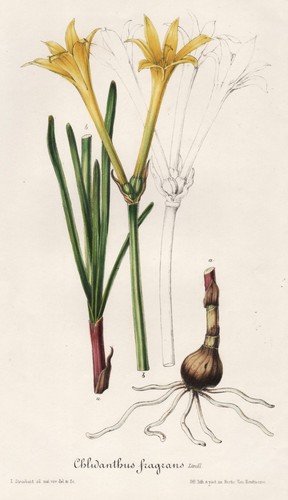 Achimenes gloxiniaeflora - achimenes,