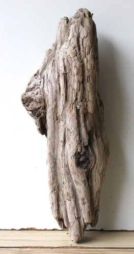 Treibholz schwemmholz - treibholz,