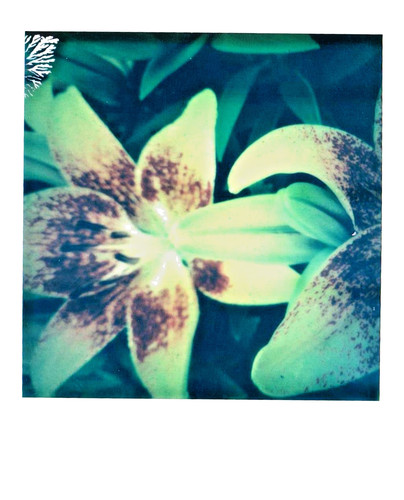 Araki nobuyoshi blumen - araki, -blumen-
