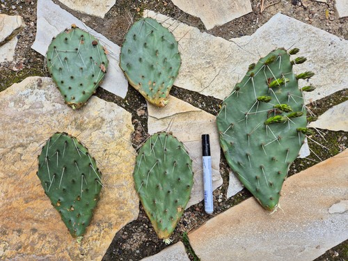 Opuntia feigenkaktus - opuntia,,