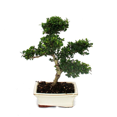 Exotenherz bonsai ilex - exotenherz,