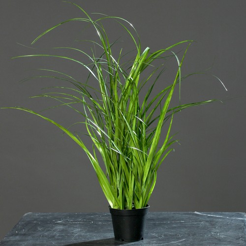 Chinaschilf kunstgras 45cm - chinaschilf,
