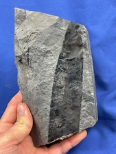 Carboniferous Cordaites tree leaf plant Fossil Karbon Germany Saarland