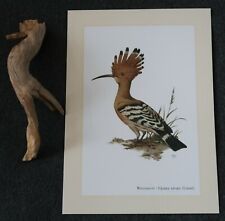 WIEDEHOPF * Upupa epops   * Kunstdruck, Poster, Bild, Dekoration