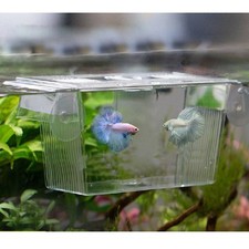  Transparent Aquarium Zucht