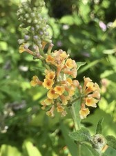 SCHMETTERLINGSFLIEDER ? gelb ? Buddleja Sommerflieder ?Rarität! ?