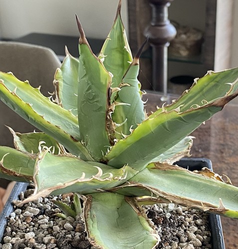 Agave titanota banana - peel,, a