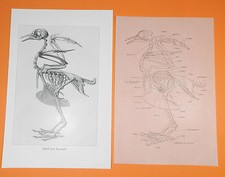 Skelett einer Haustaube Taube  Vogel Columba livia  Druck von 1911 mit Deckblatt